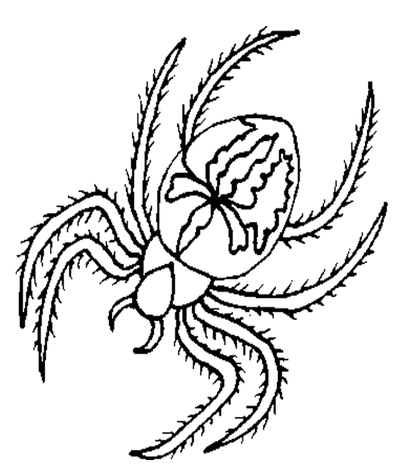 着色页: 蜘蛛 (动物) #674 - 免费可打印着色页