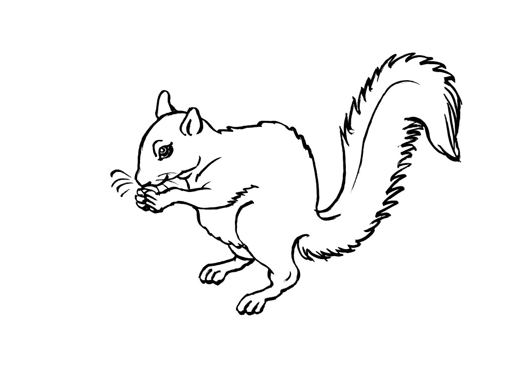 着色页: 松鼠 (动物) #6103 - 免费可打印着色页