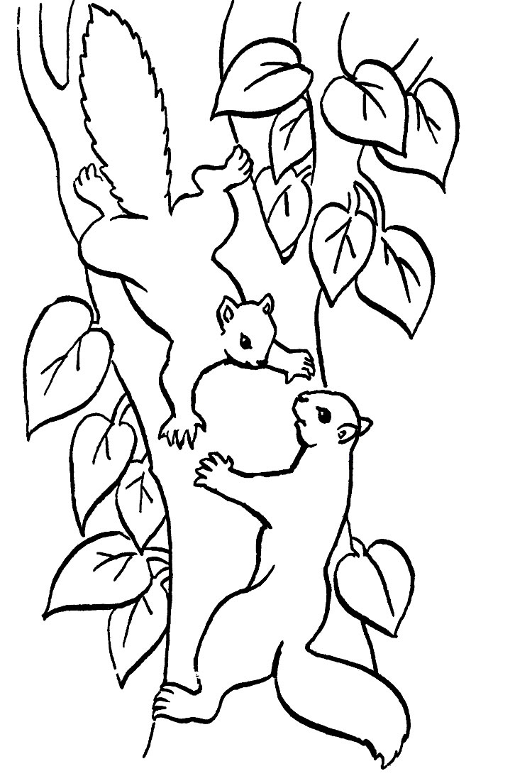 着色页: 松鼠 (动物) #6104 - 免费可打印着色页