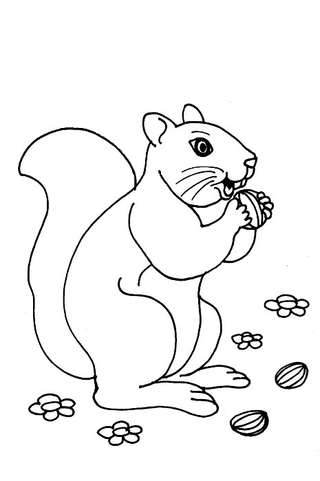 着色页: 松鼠 (动物) #6106 - 免费可打印着色页
