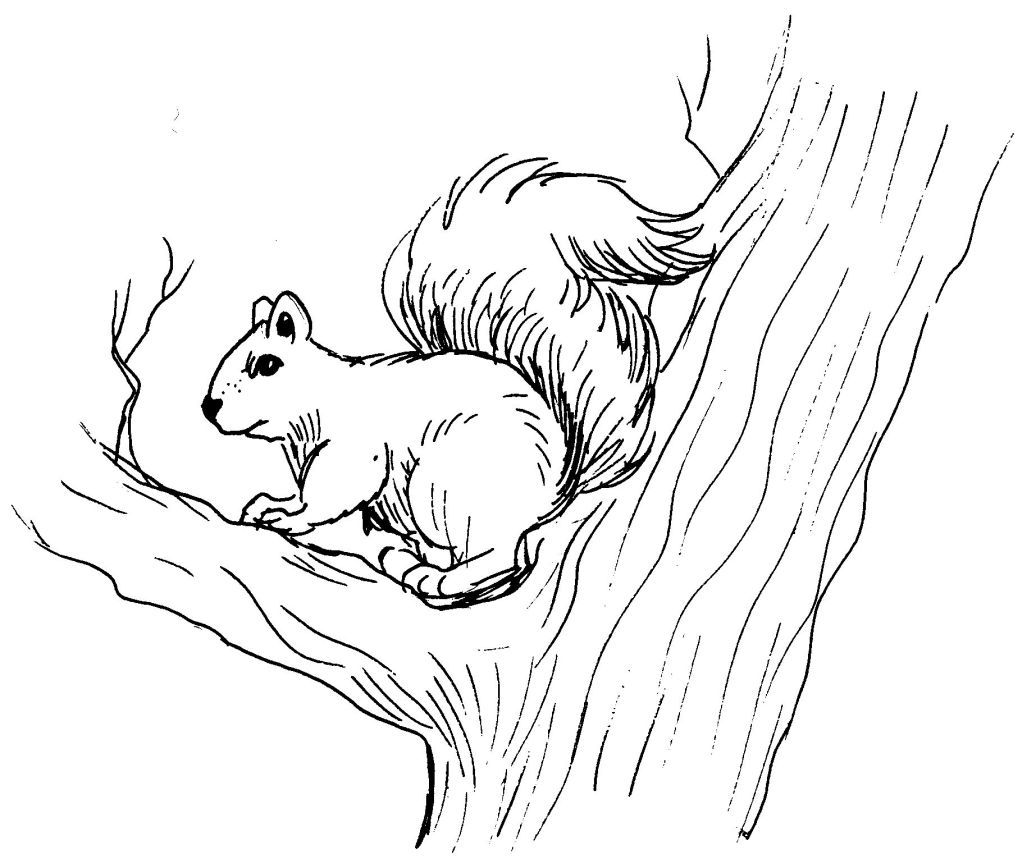 着色页: 松鼠 (动物) #6154 - 免费可打印着色页