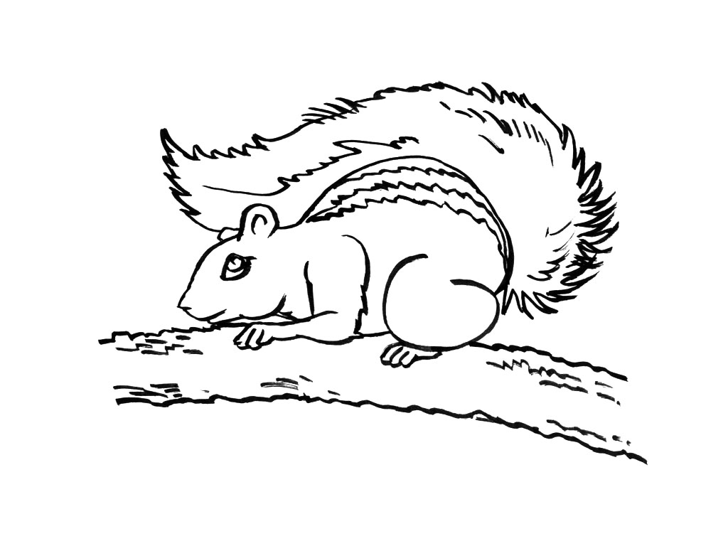 着色页: 松鼠 (动物) #6173 - 免费可打印着色页