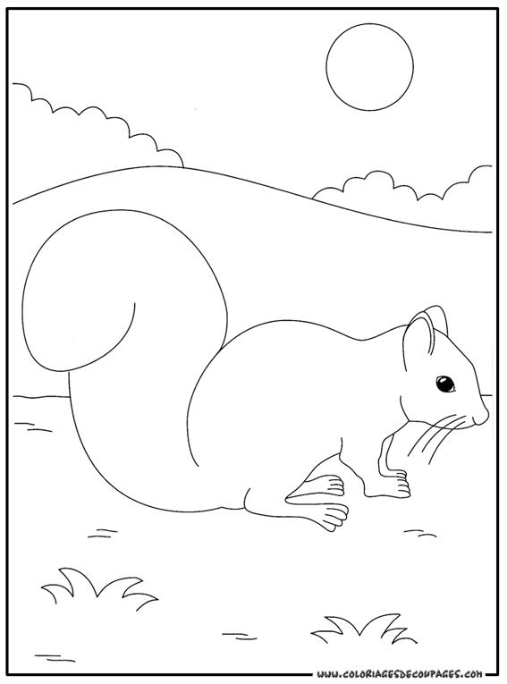 着色页: 松鼠 (动物) #6202 - 免费可打印着色页