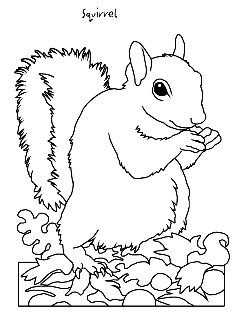 着色页: 松鼠 (动物) #6203 - 免费可打印着色页
