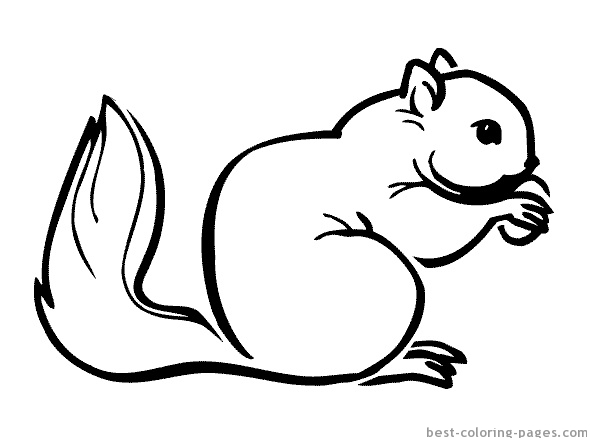 着色页: 松鼠 (动物) #6240 - 免费可打印着色页