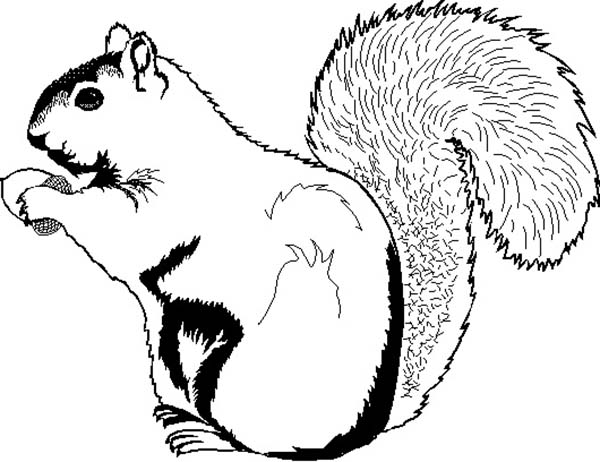 着色页: 松鼠 (动物) #6245 - 免费可打印着色页