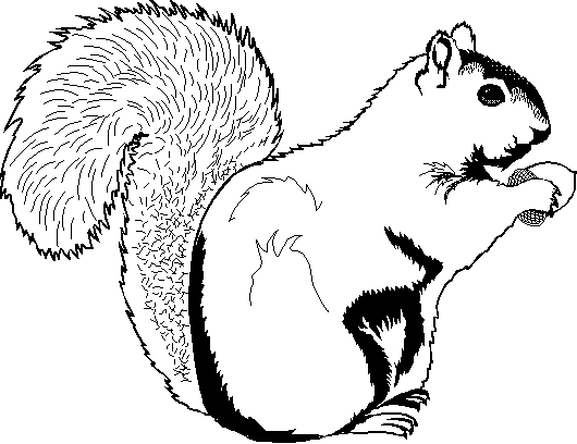 着色页: 松鼠 (动物) #6274 - 免费可打印着色页