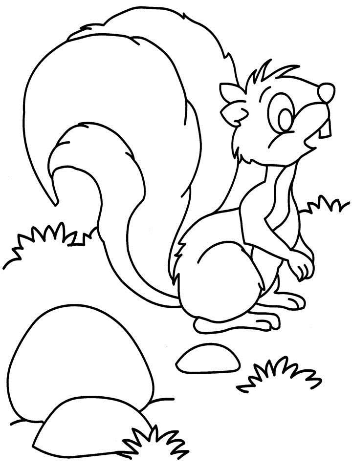 着色页: 松鼠 (动物) #6294 - 免费可打印着色页