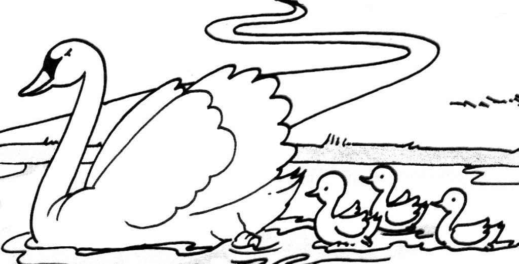 着色页: 天鹅 (动物) #5008 - 免费可打印着色页