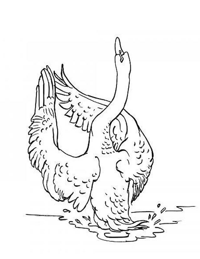 着色页: 天鹅 (动物) #5015 - 免费可打印着色页