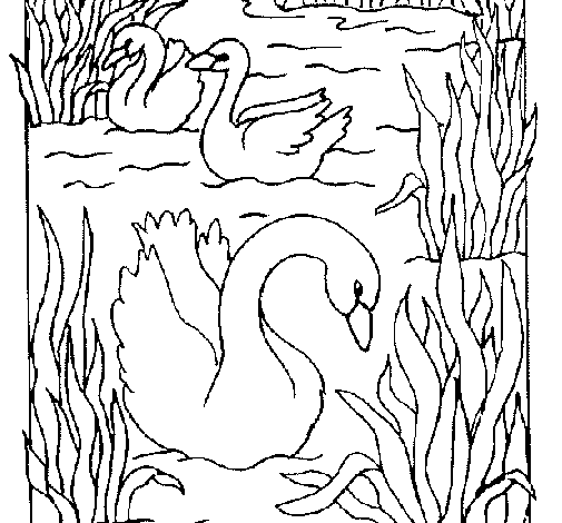 着色页: 天鹅 (动物) #5037 - 免费可打印着色页