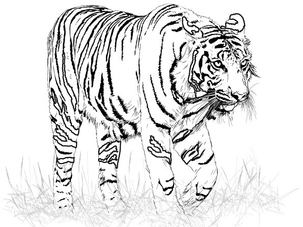 着色页: 老虎 (动物) #13599 - 免费可打印着色页