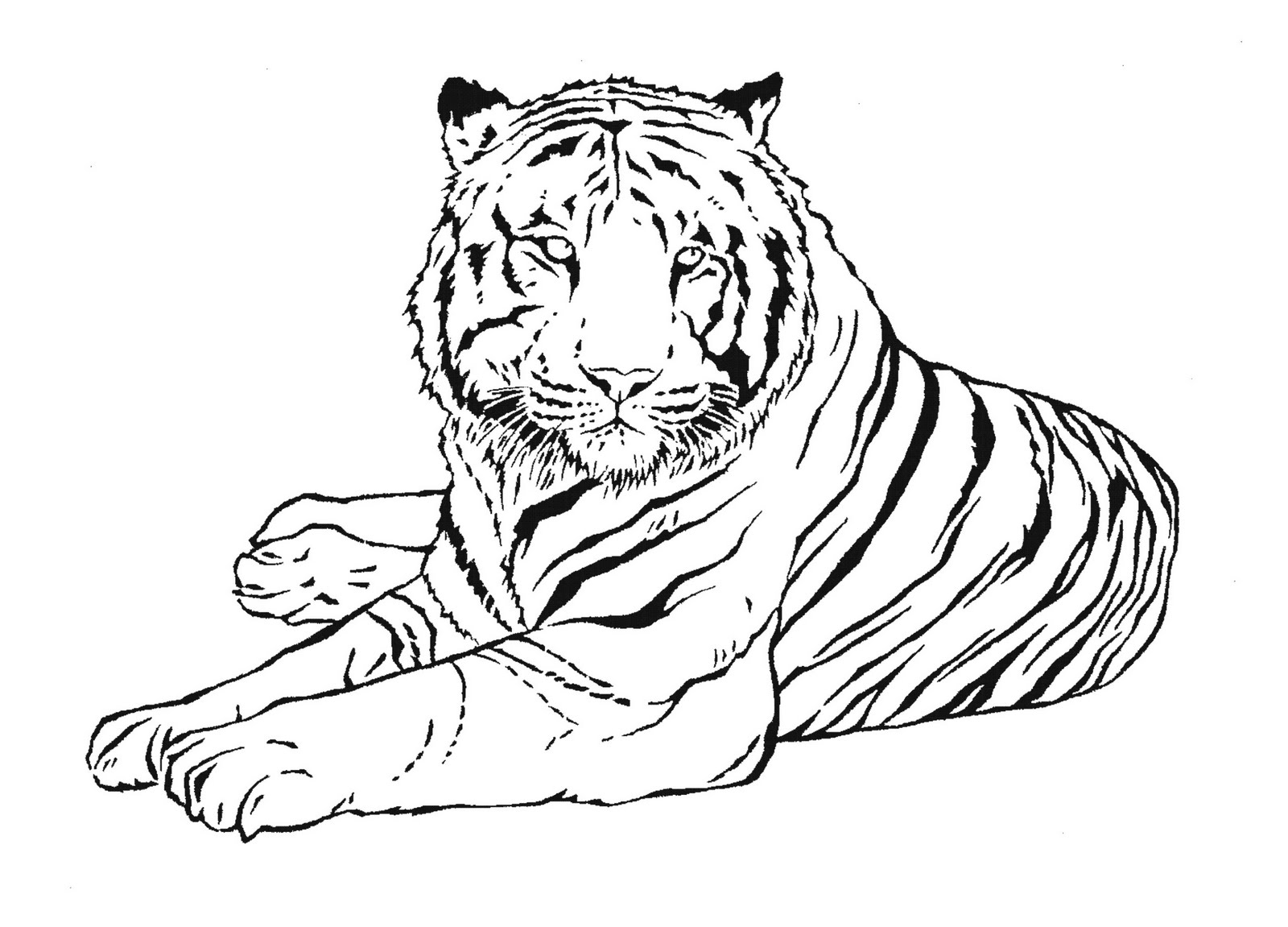 着色页: 老虎 (动物) #13601 - 免费可打印着色页