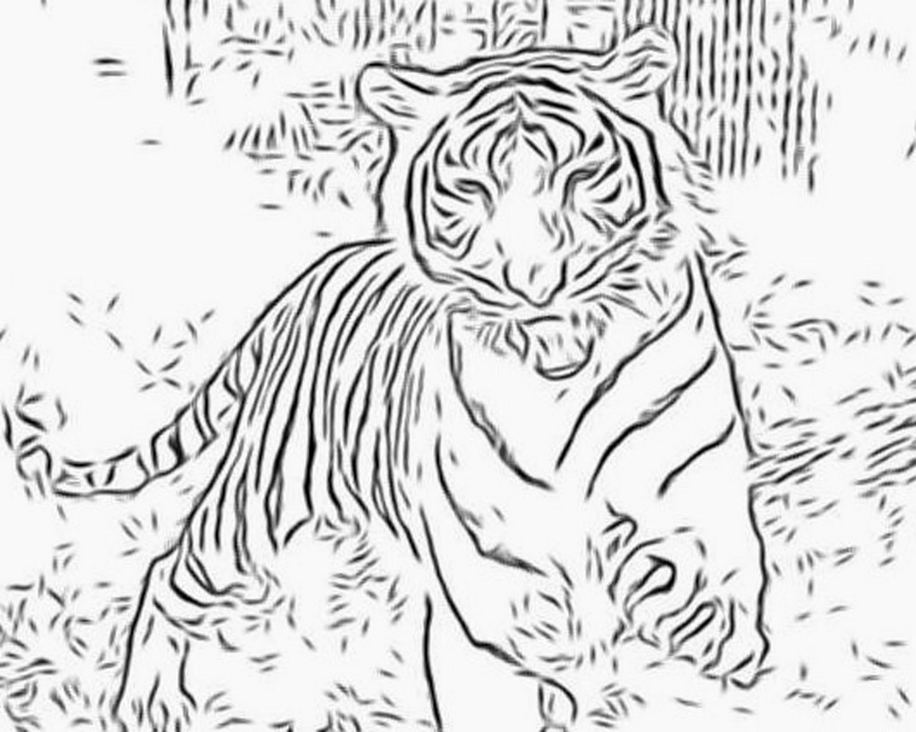 着色页: 老虎 (动物) #13606 - 免费可打印着色页