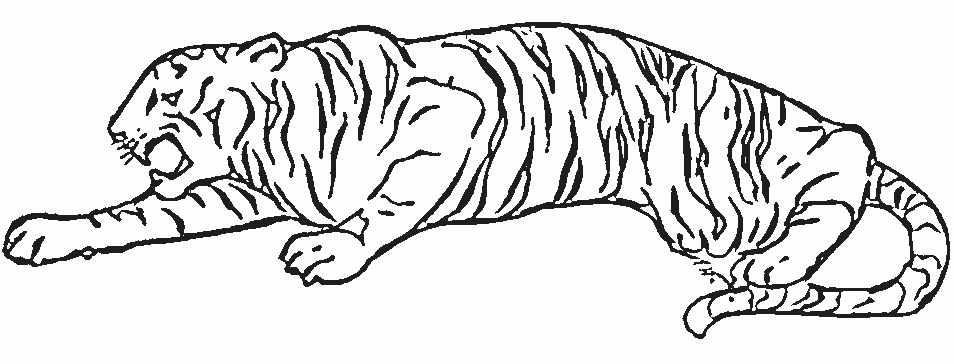 着色页: 老虎 (动物) #13637 - 免费可打印着色页