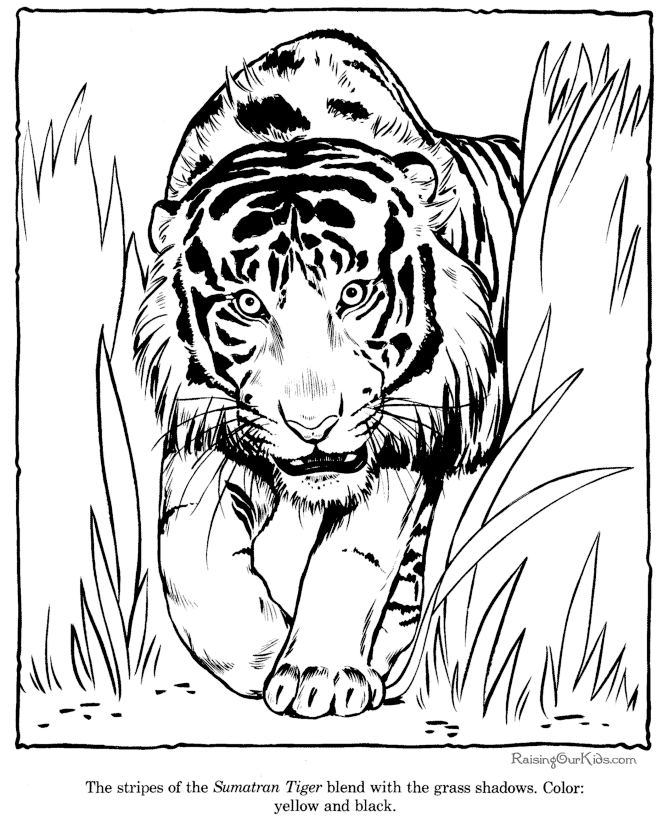 着色页: 老虎 (动物) #13664 - 免费可打印着色页