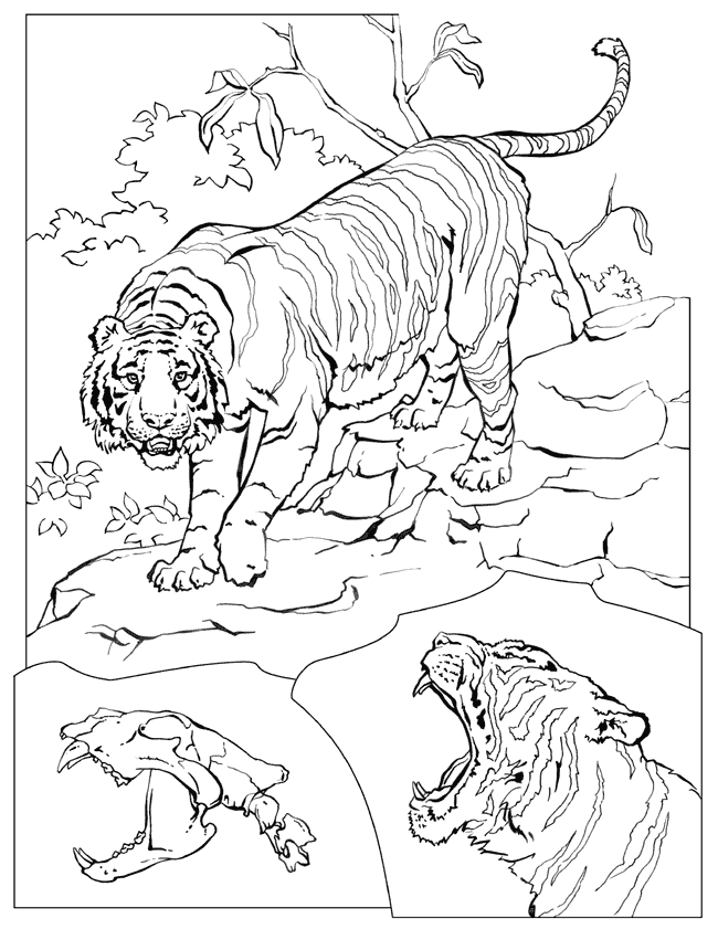 着色页: 老虎 (动物) #13683 - 免费可打印着色页