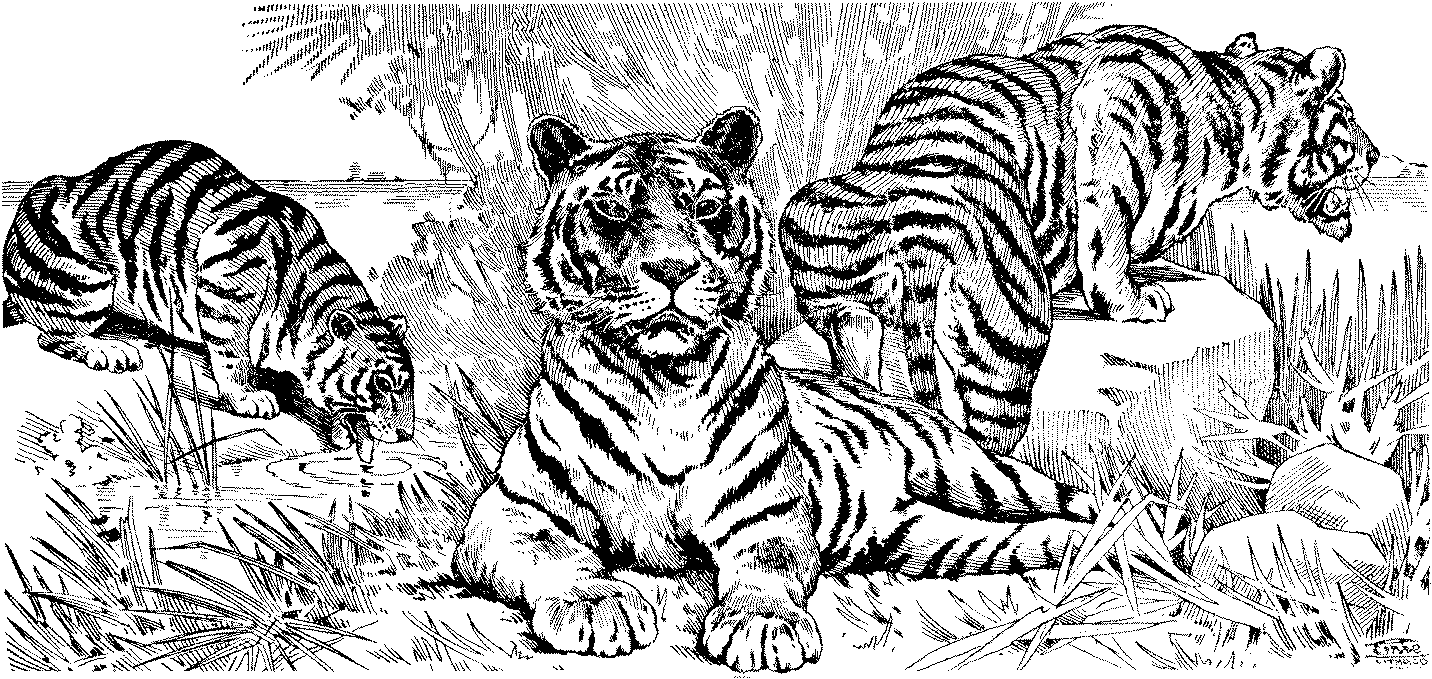 着色页: 老虎 (动物) #13691 - 免费可打印着色页