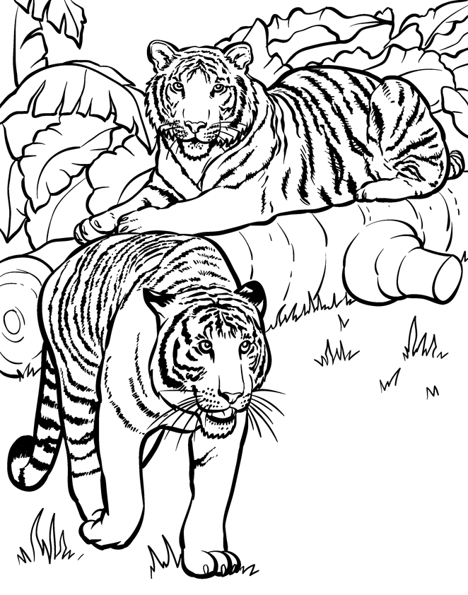 着色页: 老虎 (动物) #13726 - 免费可打印着色页