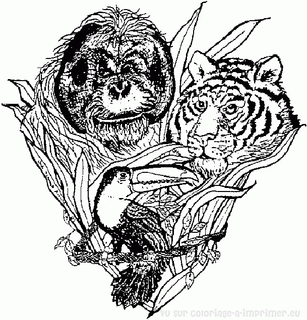 着色页: 老虎 (动物) #13756 - 免费可打印着色页