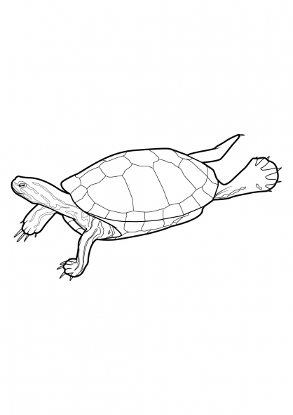 着色页: 龟 (动物) #13417 - 免费可打印着色页