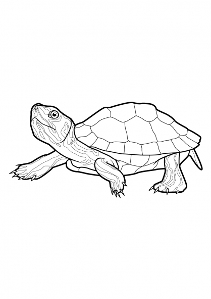 着色页: 龟 (动物) #13420 - 免费可打印着色页