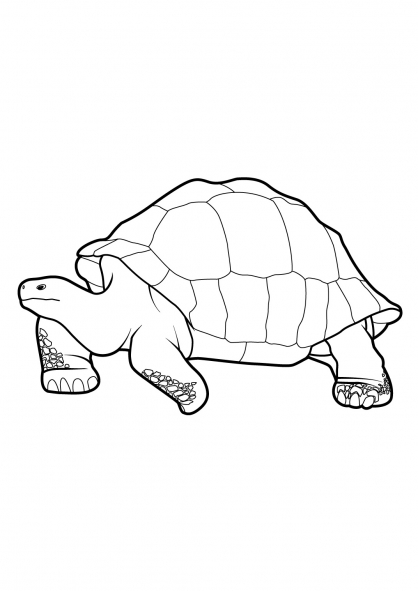 着色页: 龟 (动物) #13424 - 免费可打印着色页