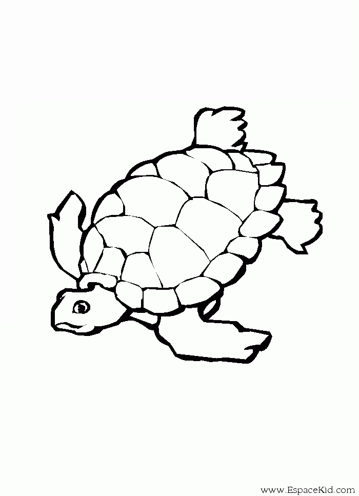 着色页: 龟 (动物) #13433 - 免费可打印着色页