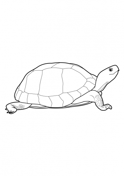 着色页: 龟 (动物) #13435 - 免费可打印着色页
