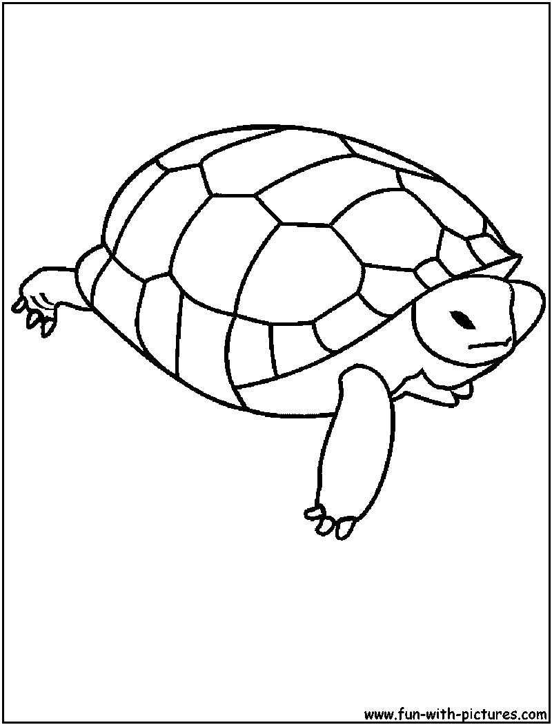 着色页: 龟 (动物) #13436 - 免费可打印着色页