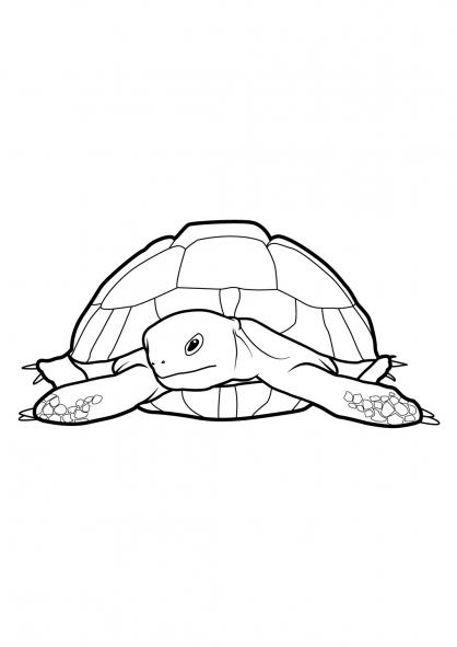 着色页: 龟 (动物) #13507 - 免费可打印着色页