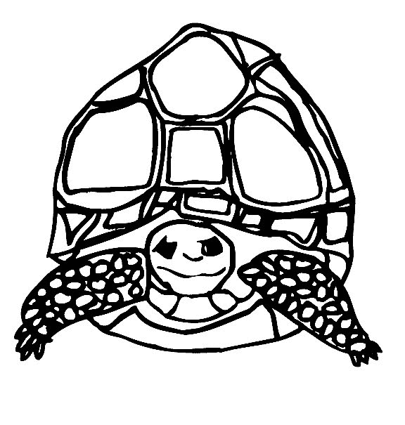 着色页: 龟 (动物) #13510 - 免费可打印着色页