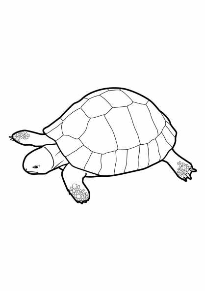 着色页: 龟 (动物) #13538 - 免费可打印着色页