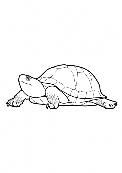着色页: 龟 (动物) #13545 - 免费可打印着色页