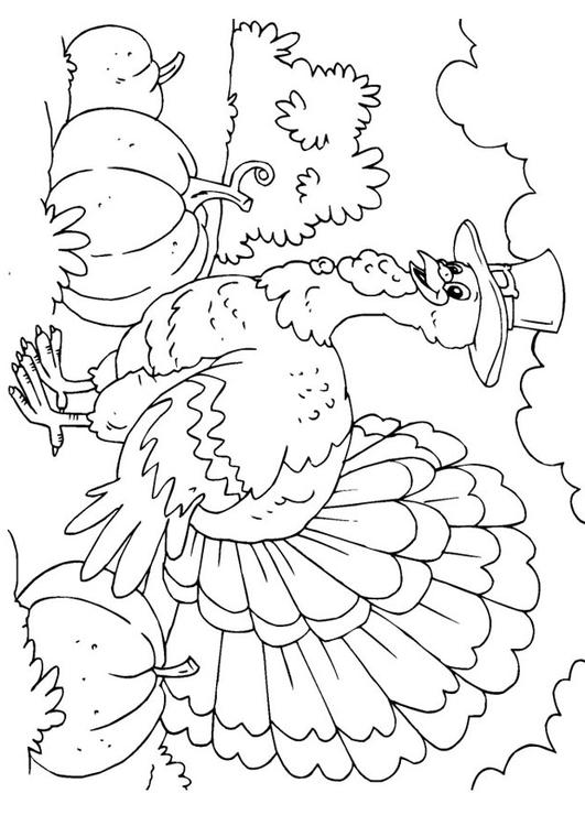 着色页: 火鸡 (动物) #5341 - 免费可打印着色页
