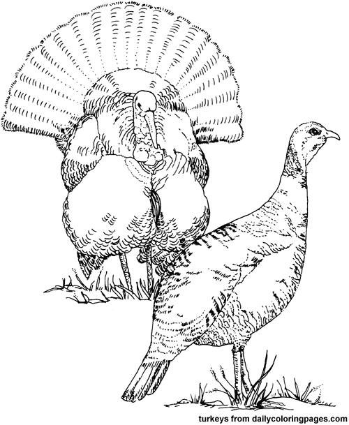 着色页: 火鸡 (动物) #5382 - 免费可打印着色页