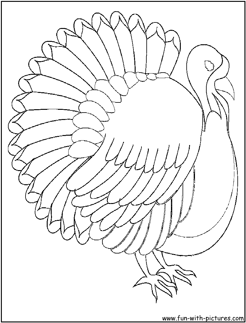 着色页: 火鸡 (动物) #5472 - 免费可打印着色页