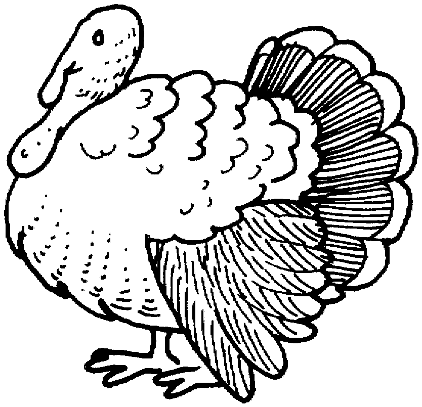 着色页: 火鸡 (动物) #5486 - 免费可打印着色页