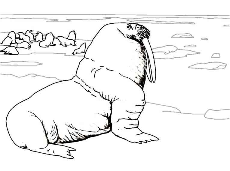 着色页: 海象 (动物) #16569 - 免费可打印着色页