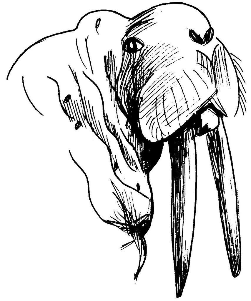 着色页: 海象 (动物) #16592 - 免费可打印着色页