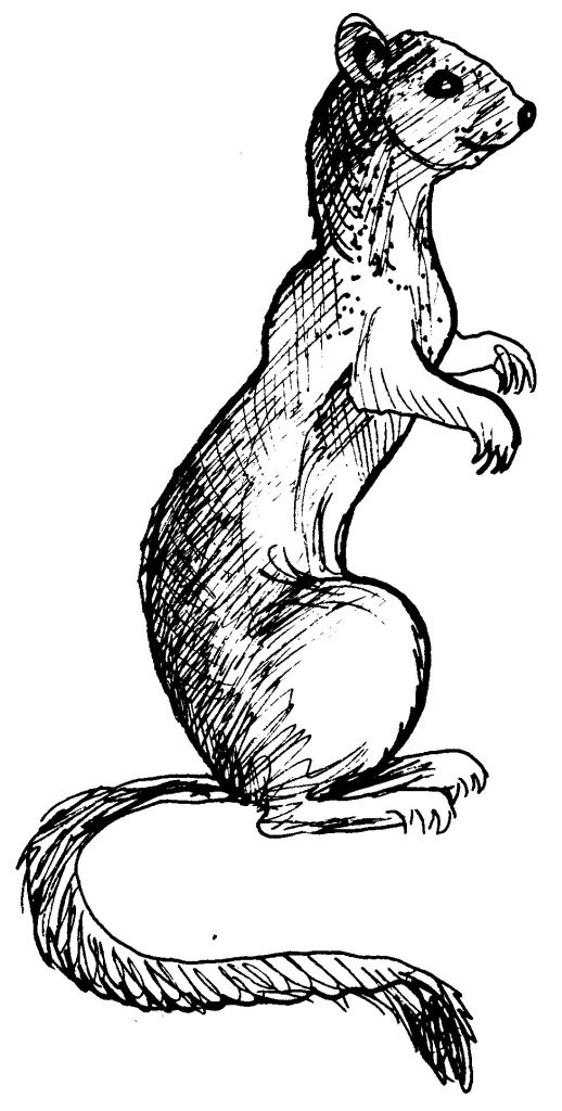 着色页: 黄鼠狼 (动物) #971 - 免费可打印着色页