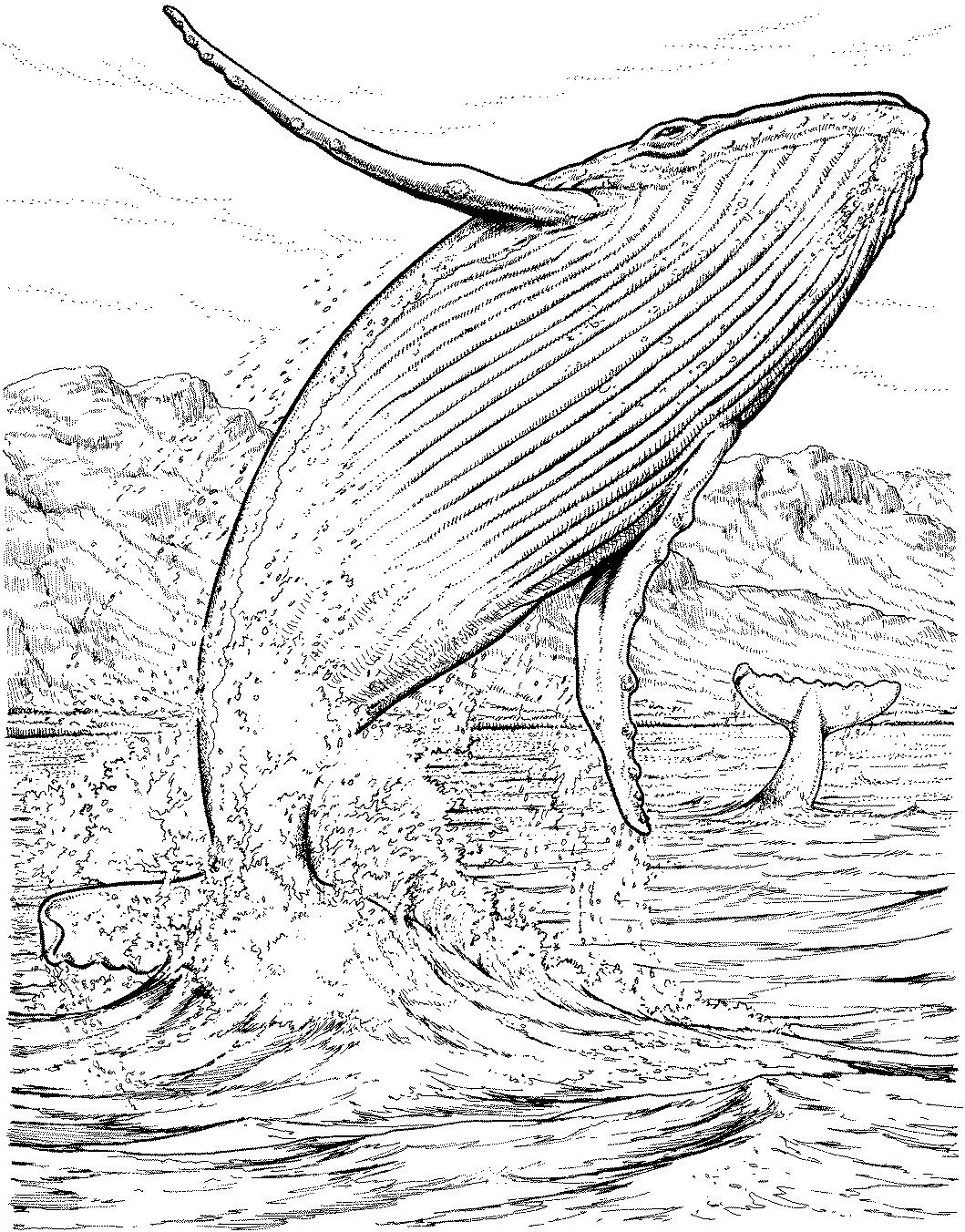 着色页: 鲸 (动物) #876 - 免费可打印着色页