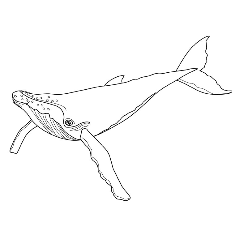 着色页: 鲸 (动物) #881 - 免费可打印着色页
