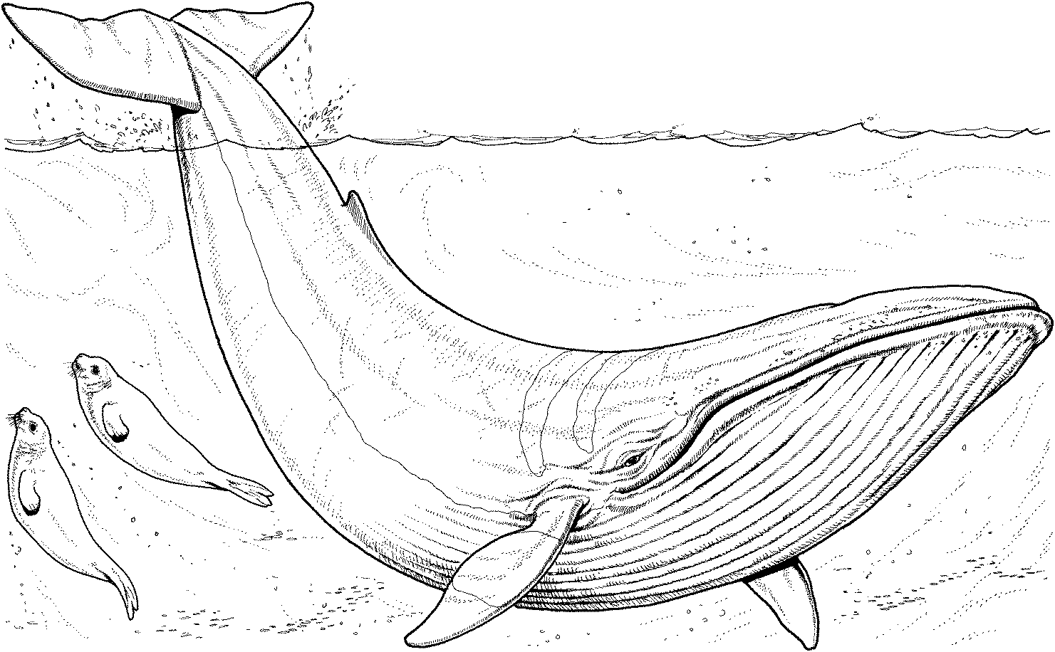 着色页: 鲸 (动物) #886 - 免费可打印着色页