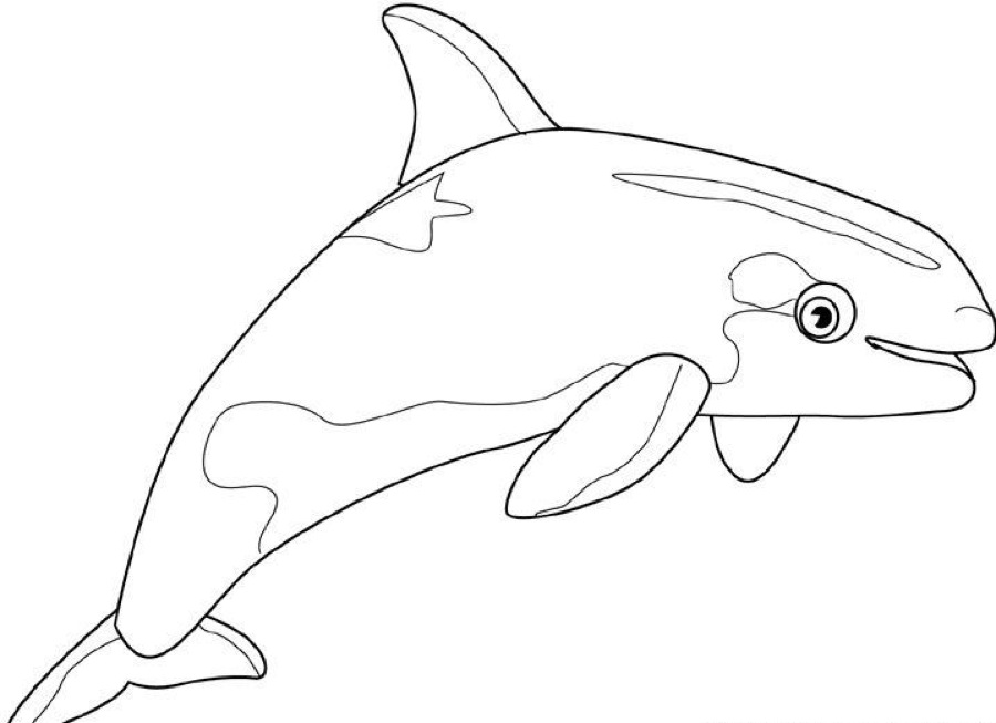 着色页: 鲸 (动物) #888 - 免费可打印着色页
