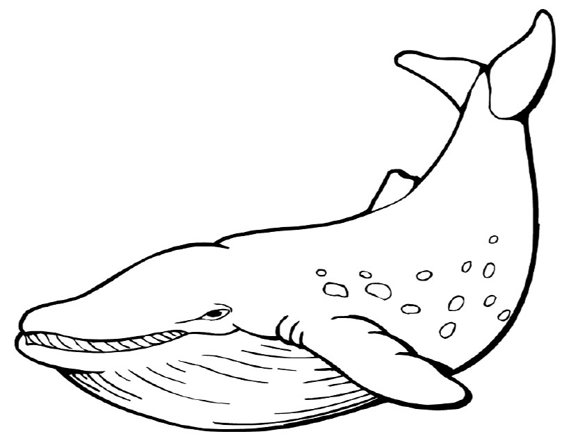 着色页: 鲸 (动物) #898 - 免费可打印着色页
