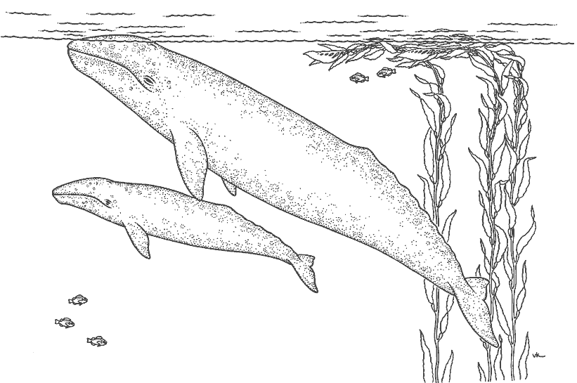 着色页: 鲸 (动物) #901 - 免费可打印着色页