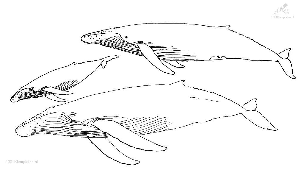 着色页: 鲸 (动物) #921 - 免费可打印着色页