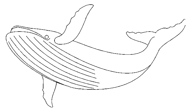 着色页: 鲸 (动物) #922 - 免费可打印着色页