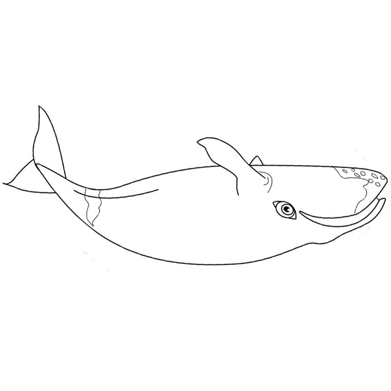 着色页: 鲸 (动物) #924 - 免费可打印着色页